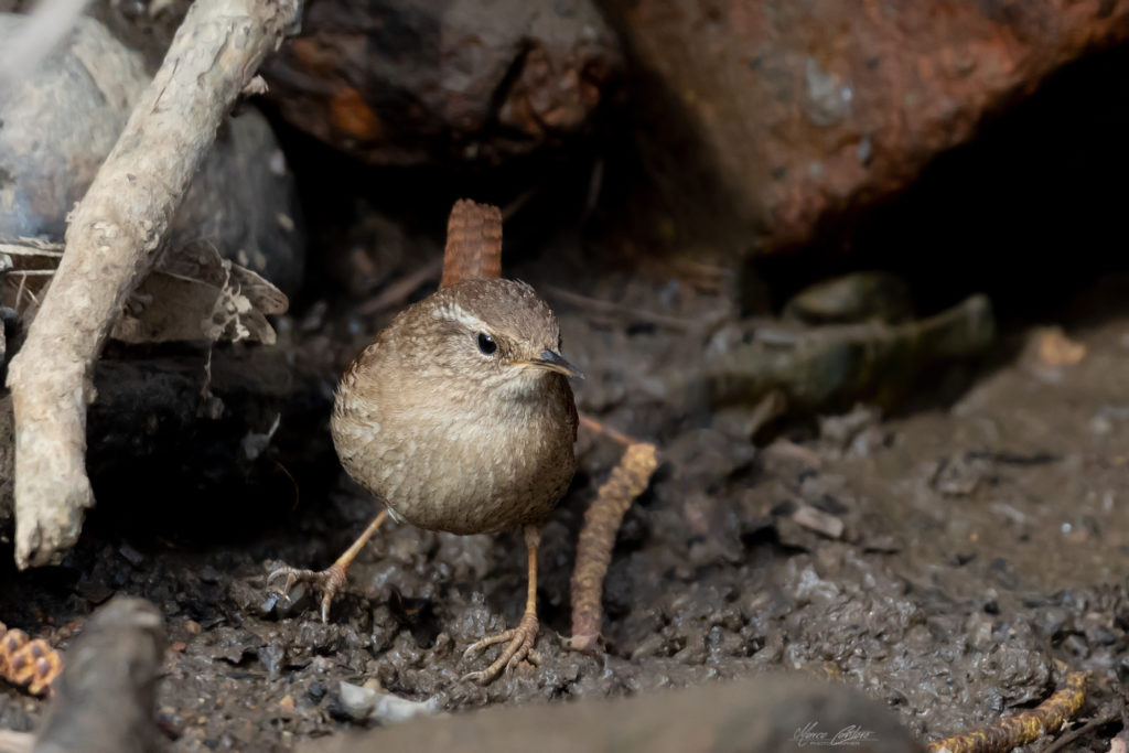 Scricciolo-Troglodytes troglodytes-Parco Naturale La Mandria